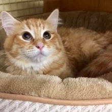 [picture of Juli, a Maine Coon-x orange cat]
