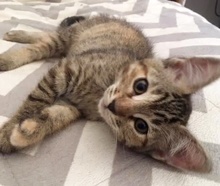 [picture of Fawn, a Domestic Short Hair gray tabby cat]