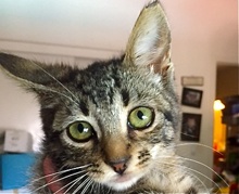 [picture of Teeji, a Domestic Short Hair gray tabby\ cat] 