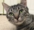 [picture of Lexie, a Domestic Short Hair gray tabby cat]
