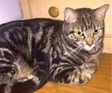 [picture of Richard, a Domestic Short Hair brown marble tabby cat]
