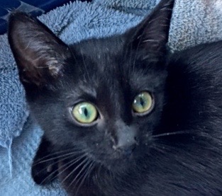 [picture of Wellsley, a Bombay Mix black\ cat] 