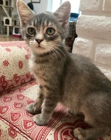 [another picture of Ophelia, a Domestic Short Hair silver\ cat] 