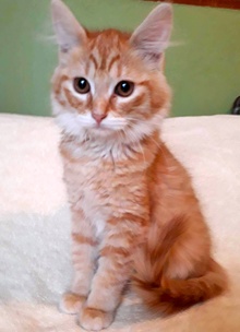 [another picture of Chelsea, a Domestic Medium Hair orange\ cat] 