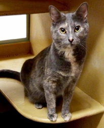 [picture of Eleanor, a Domestic Short Hair tortie cat]