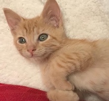 [picture of Quiana, a Domestic Short Hair orange\ cat] 