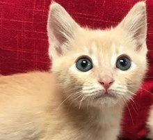 [picture of Quinton, a Domestic Short Hair orange\ cat] 