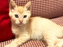 [picture of Quintessa, a Domestic Medium Hair orange\ cat] 