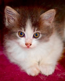 [another picture of Luke, a Ragdoll Mix blue/white\ cat] 