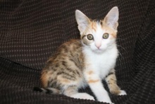 [another picture of Fergie, a Domestic Short Hair calico\ cat] 