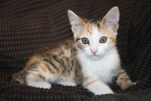 [picture of Fergie, a Domestic Short Hair calico cat]