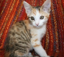 [picture of Fergie, a Domestic Short Hair calico\ cat] 