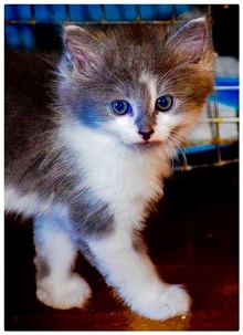 [another picture of Fang, a Ragdoll Mix Blue/white\ cat] 