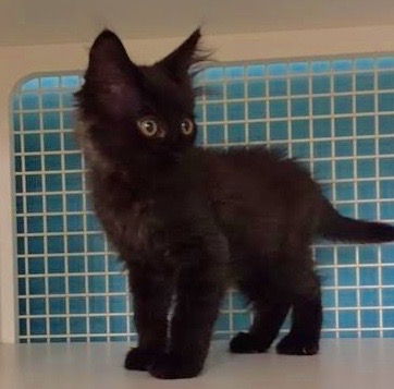 [picture of Fudge, a Domestic Medium Hair black cat]