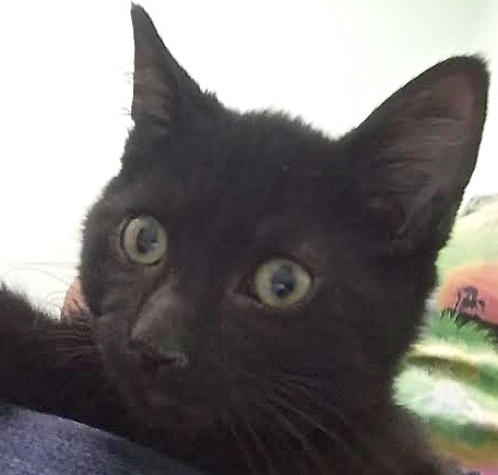 [picture of Bullwinkle, a Domestic Short Hair black\ cat] 