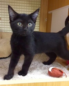 [another picture of Natasha, a Domestic Short Hair black\ cat] 