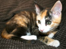 [another picture of Adele, a Domestic Short Hair calico\ cat] 