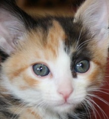 [picture of Adele, a Domestic Short Hair calico\ cat] 