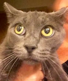 [picture of Missy, a Russian Blue Mix blue cat]