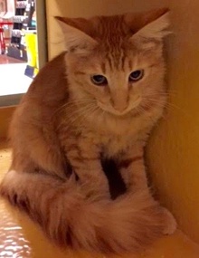 [another picture of Bundy, a Maine Coon-x orange\ cat] 
