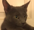 [picture of Tolley, a Russian Blue Mix blue cat]