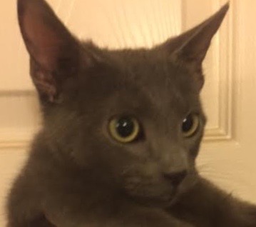[picture of Tolley, a Russian Blue Mix blue\ cat] 
