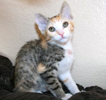 [another picture of Beyonce, a Domestic Short Hair calico\ cat] 