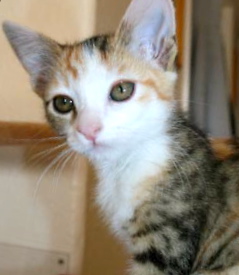 [picture of Beyonce, a Domestic Short Hair calico\ cat] 