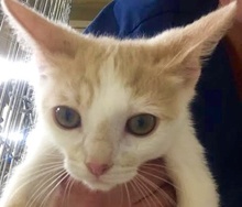 [picture of Deiner, a Domestic Short Hair orange/whitw\ cat] 