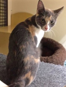 [another picture of Bessa, a Domestic Short Hair dilute calico\ cat] 