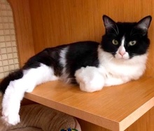 [picture of Dorethea, a Domestic Medium Hair black/white cat]