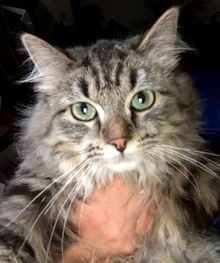 [another picture of Iris, a Maine Coon-x gray tabby\ cat] 