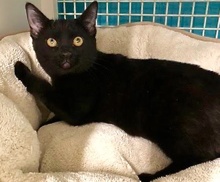 [picture of Blaze, a Bombay Mix black cat]