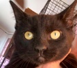 [picture of Blaze, a Bombay Mix black cat]