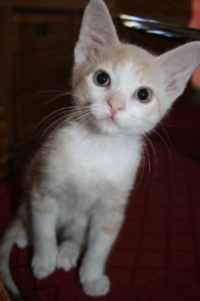 [another picture of Sinatra, a Domestic Short Hair Diluted orange and white\ cat] 