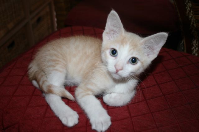 [picture of Sinatra, a Domestic Short Hair Diluted orange and white cat]