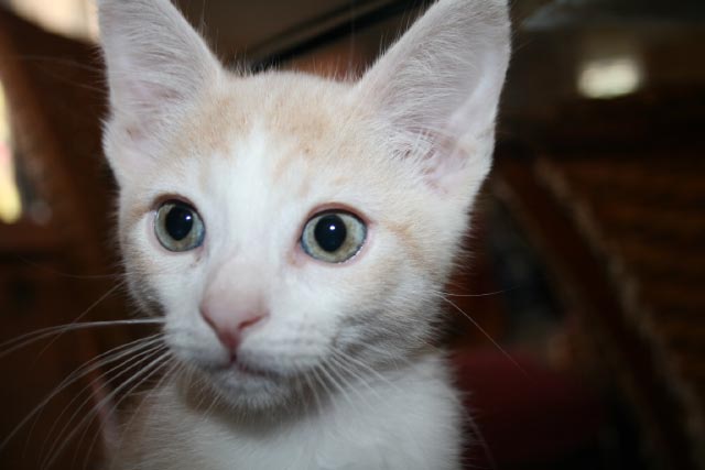 [picture of Sinatra, a Domestic Short Hair Diluted orange and white cat]