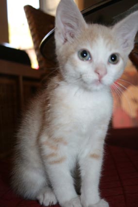 [picture of Sinatra, a Domestic Short Hair Diluted orange and white cat]