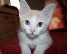 [picture of Sinatra, a Domestic Short Hair Diluted orange and white\ cat] 