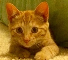 [picture of Kira, a Domestic Short Hair orange\ cat] 