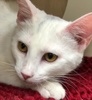 [picture of London, a Turkish Van Mix white cat]