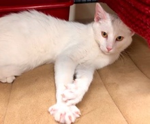 [picture of London, a Turkish Van Mix white cat]