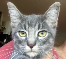 [picture of Titan, a Domestic Short Hair silver tabby\ cat] 