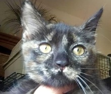 [picture of Alania, a Domestic Short Hair tortie\ cat] 