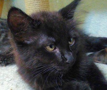 [picture of Uno, a Domestic Medium Hair black\ cat] 