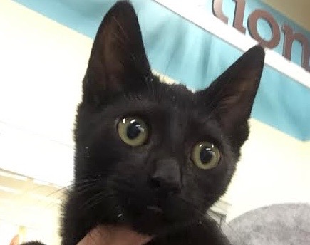 [picture of Quatro, a Domestic Short Hair black\ cat] 