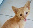 [picture of Seis, a Domestic Short Hair orange cat]