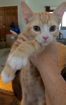 [picture of Little Turbo, a Domestic Short Hair orange cat]