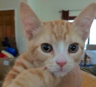 [picture of Little Turbo, a Domestic Short Hair orange\ cat] 