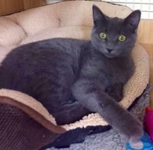 [another picture of Violet, a Russian Blue Mix blue\ cat] 